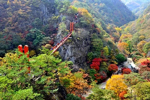 단풍-사이로-강천산-구름다리가-보인다.