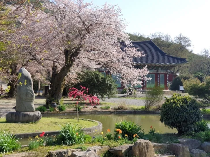 벚꽃이-만개한-능가사