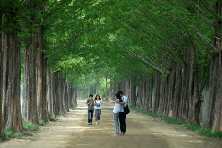 관광객들이-메타세쿼이어-길을-산책하고-있다.