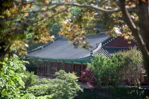 나무-사이로-안국사가-보인다.