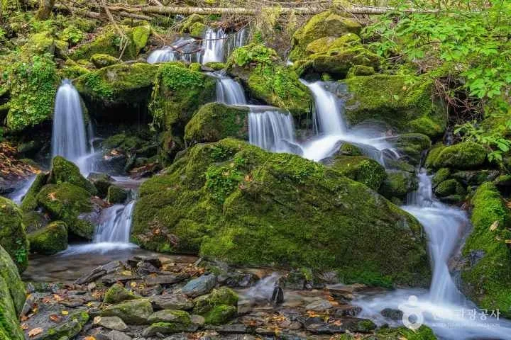 이끼계곡에-여러-개의-폭포가-쏟아지고-있다.