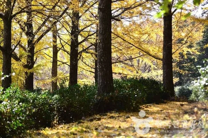 조계산에-노란-단풍이-가득하다.