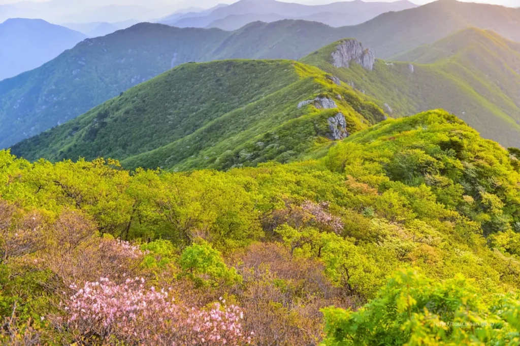 가지산-곳곳에-봄꽃과-연두잎이-피어있다.