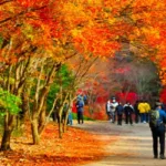 단풍-가득한-강천산을-걷고있는-사람들