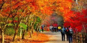 단풍-가득한-강천산을-걷고있는-사람들