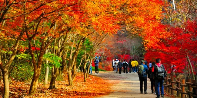 단풍-가득한-강천산을-걷고있는-사람들