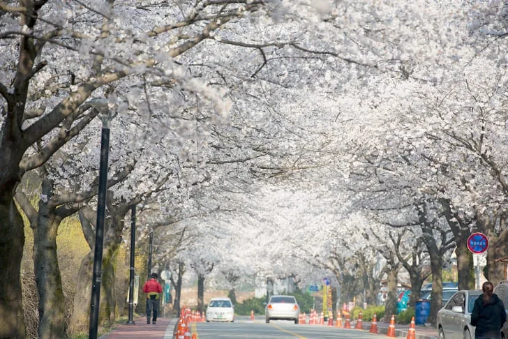 길-양측에-벚꽃이-잔뜩-피어있다.