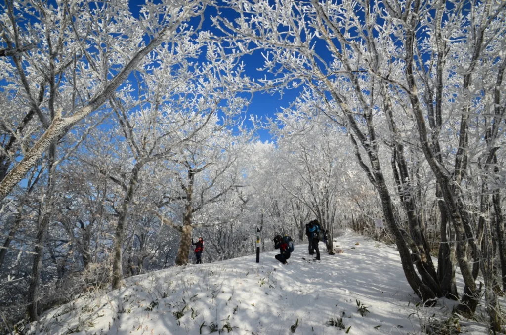 나무에-상고대가-잔뜩-맺혀있다.