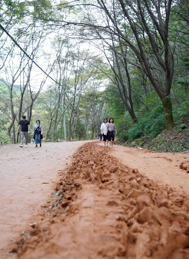 계족산-황톳길과-일반길을-사람들이-걸어간다.