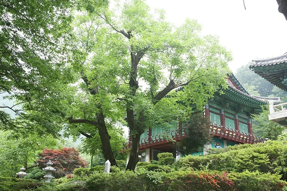 광덕사-앞-거대한-호두나무가-서있다.