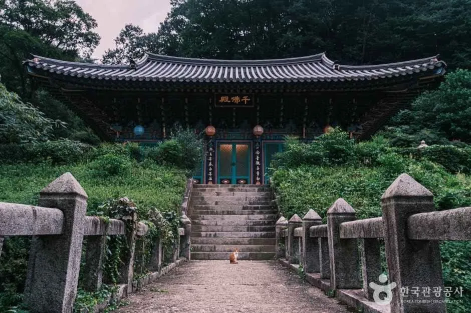 광덕사-천불전-앞에-고양이가-앉아있다.