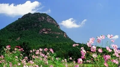 구병산-아래에-분홍빛-꽃들이-피어있다.