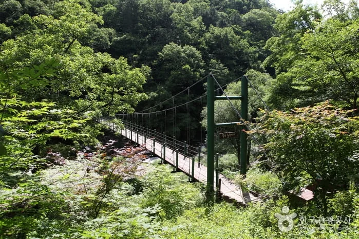 계곡에-흔들다리가-놓여있다.