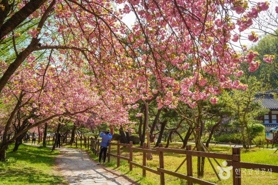 금오산-도립공원에-겹벚꽃이-만개했다.