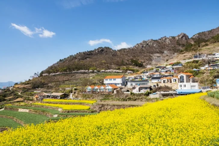 유채꽃-사이로-다랭이-마을이-보인다.