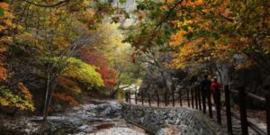 단풍-가득한-산길의-경관