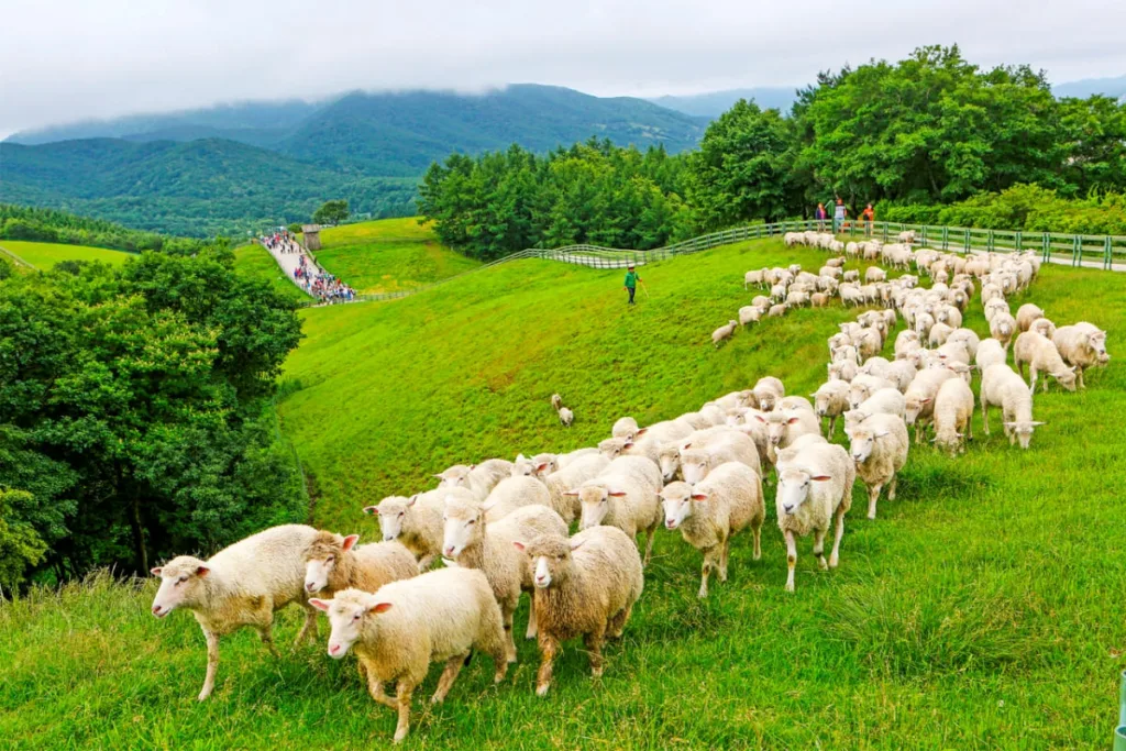 수십-마리의-양들이-초원을-걷고-있다.