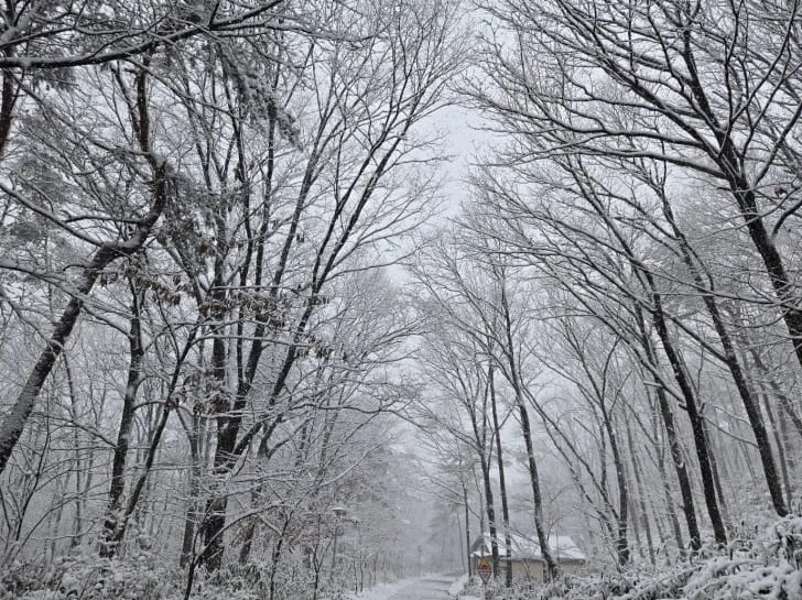 눈이-내려-대야산이-하얗게-뒤덮였다.