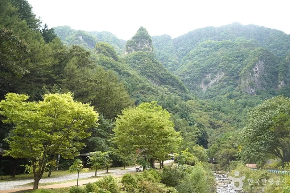 덕항산으로-향하는-등산로에-풀과-나무가-가득하다.