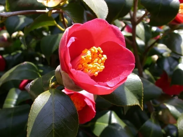 동백꽃-한-송이가-피어있다.