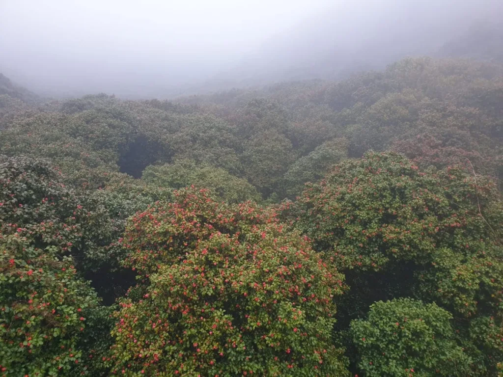 안개-아래-동백꽃이-만개했다.