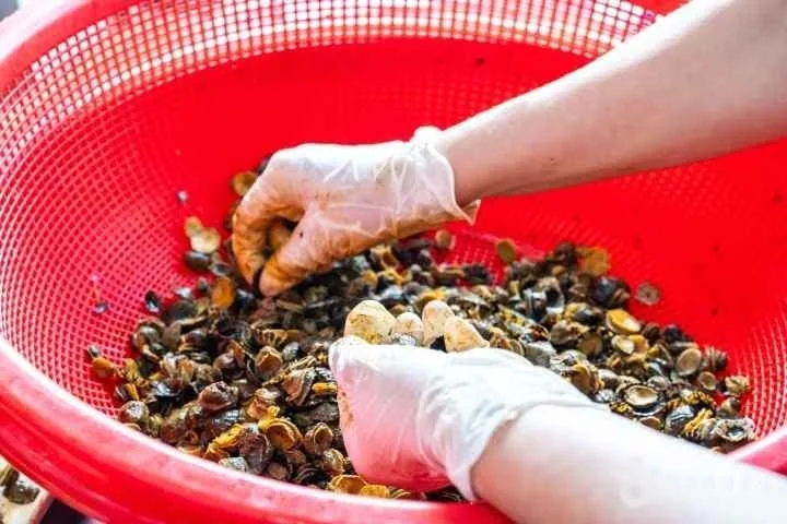 바구니에-들어있는-따개비를-손질하고-있다.