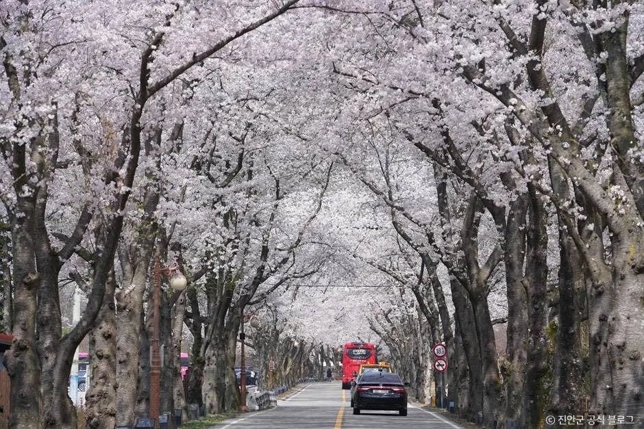 길-양쪽에-만개한-벚꽃나무가-가득하다.