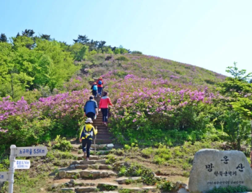 등산객들이-철쭉길-사이를-걸어-올라간다.
