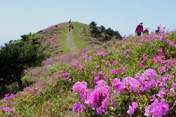 망운산-정상부에-철쭉이-만개했다.