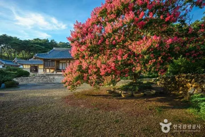 산사-앞-거대한-배롱나무에-붉은-꽃이-가득하다.