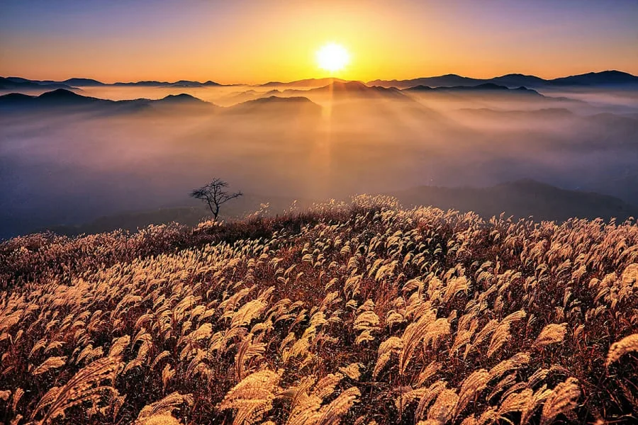 거대한-억새밭을-태양이-비춘다.