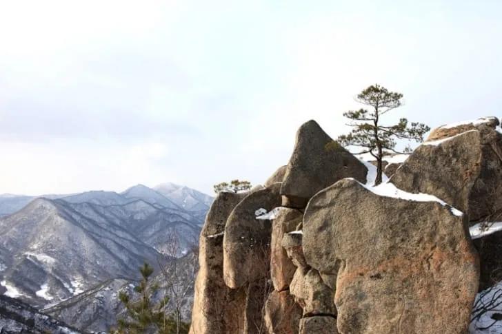 바위-틈에-솟은-소나무