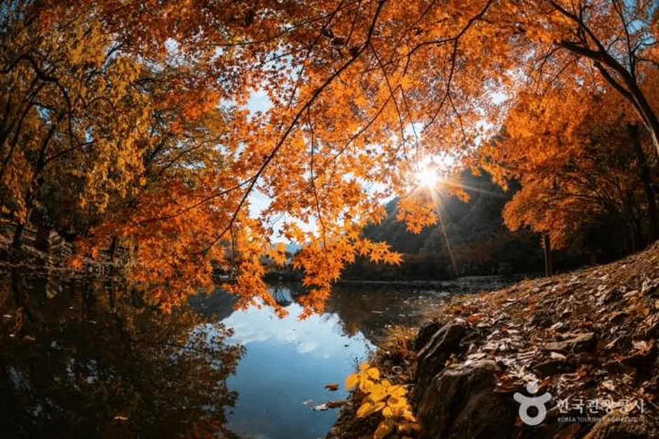 작고-붉은-단풍잎이-드리워져-있다.