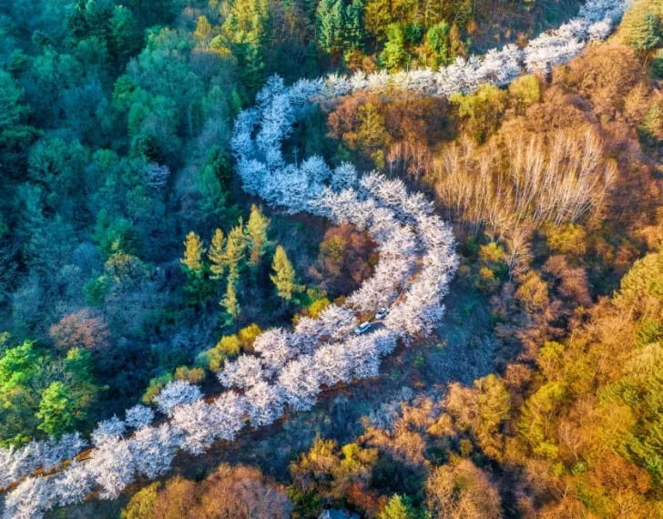 벚꽃-나무가-길을-따라-늘어-서-있다.