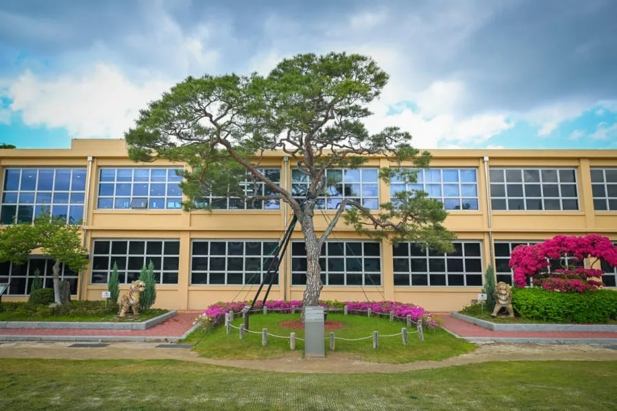 학교-앞에-큰-소나무가-서있다.