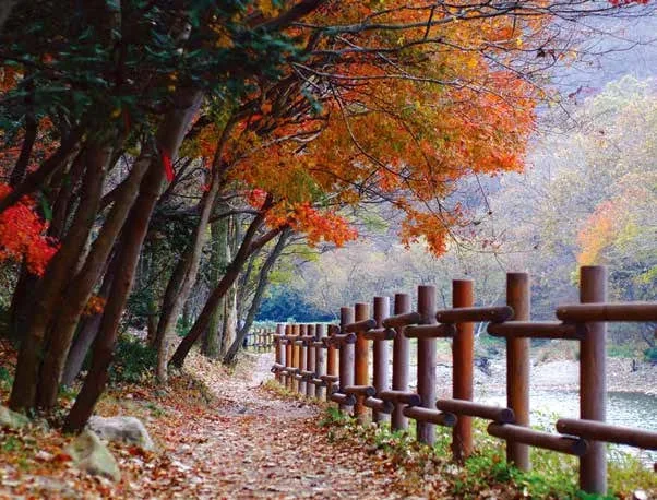 단풍나무-아래로-불갑산-산길이-놓여있다.