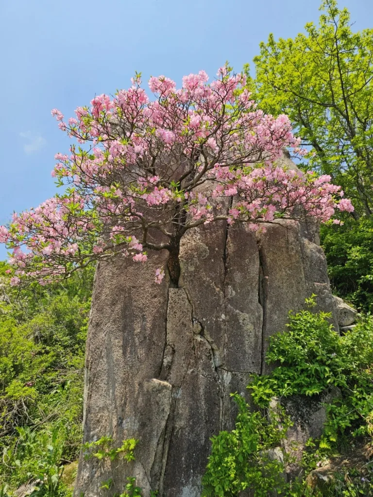 바위-사이로-커다란-철쭉-나무가-자라났다.