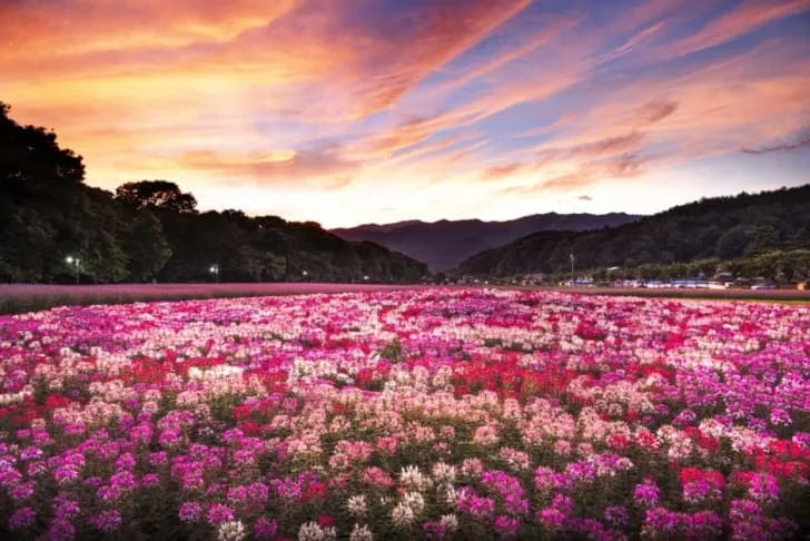 저녁노을-아래-분홍빛-꽃이-가득-피어있다.