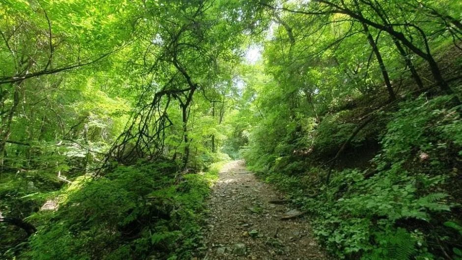 울창한-나무가-우거진-석룡산-숲길
