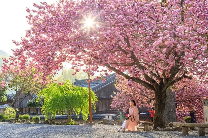 겹벚꽃이-만개한-선암사에-여행객이-앉아있다.