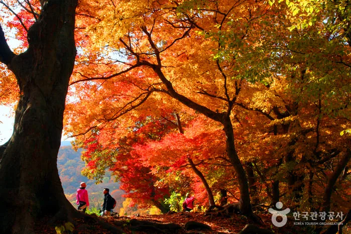등산객이-선운산-빨간-단풍-속에-있다.