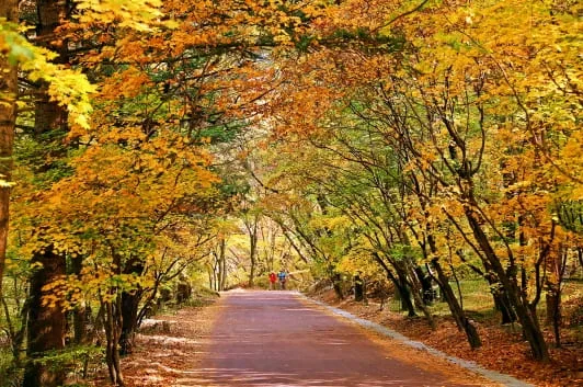 속리산-세조길에-노란-단풍이-가득하다.