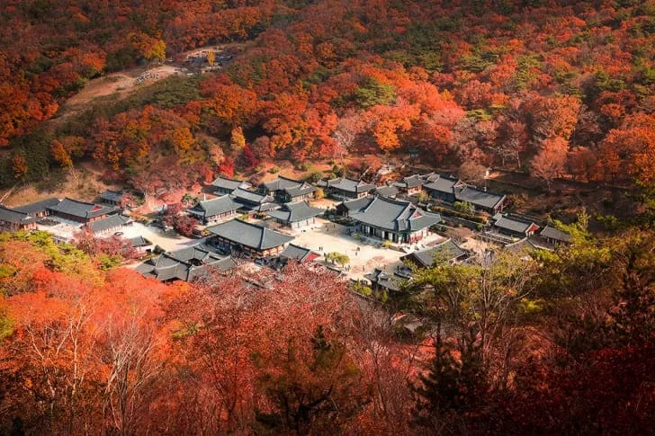 단풍-사이에-송광사-일대가-보여지고-있다.