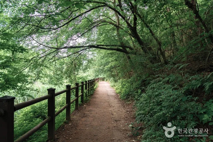 수통골-흙길-위에-나무가-우거져-있다.
