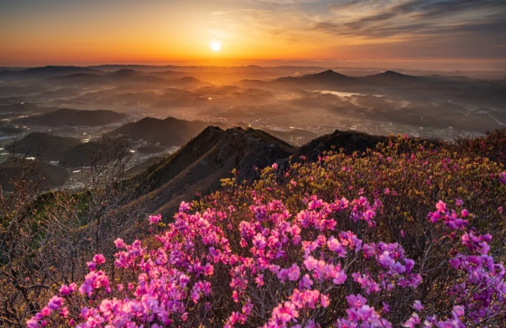 진달래-가득한-신불산-너머로-해가-떠오른다.