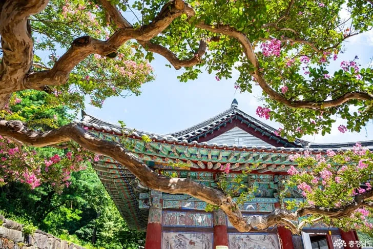 신원사에-분홍색-꽃이-피어있다.