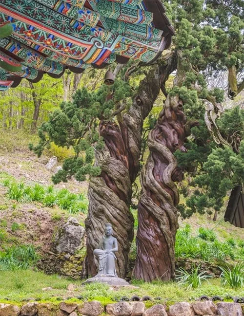 꼬여있는-곱향나무가-나란히-서있다.