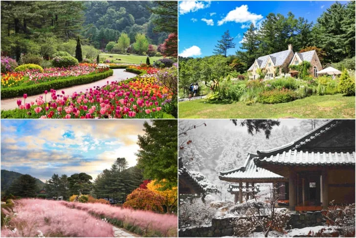 꽃-녹음-핑크뮬리-설경-등-아침고요수목원의-계절별-풍경