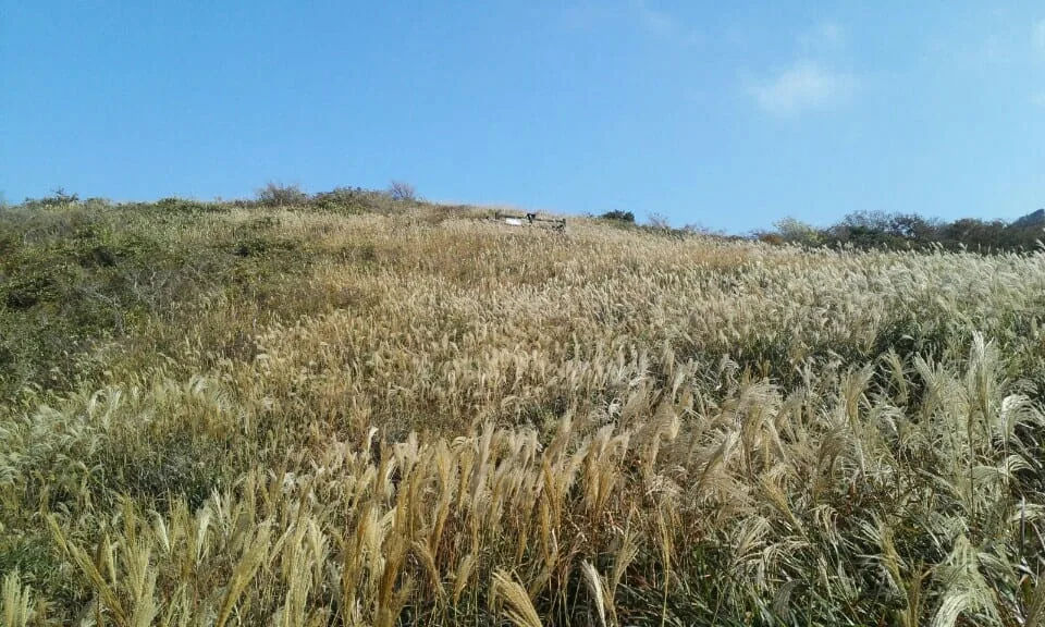 평원-가득-억새가-피어있다.