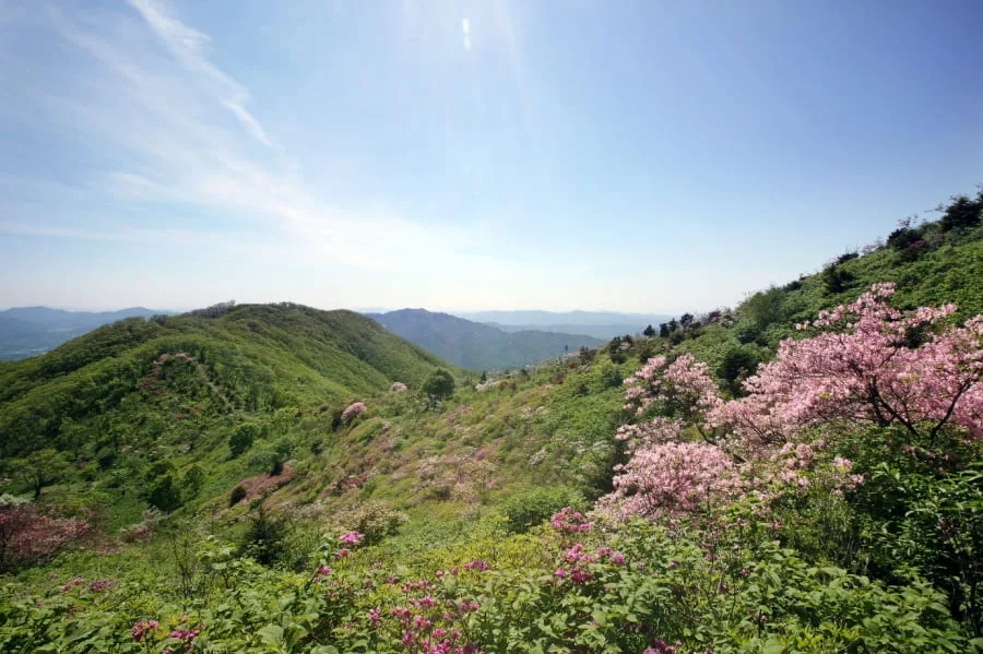 연인산-능선에-철쭉이-피어있다.